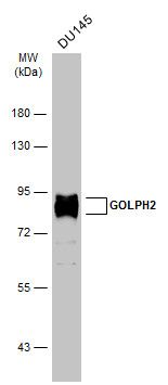 GOLPH2 antibody [C3], C-term