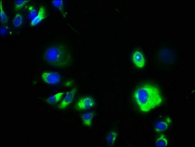 GPA33 Antibody