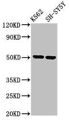 GPA33 antibody