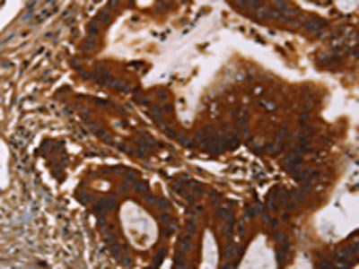 GPA33 Antibody