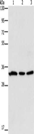 GPA33 antibody