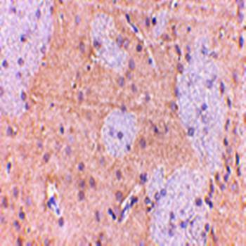 GPAT1 Antibody