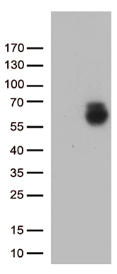 GPC1 Antibody