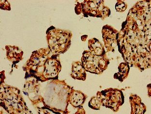 GPC1 Antibody