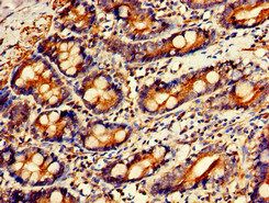 GPC1 Antibody