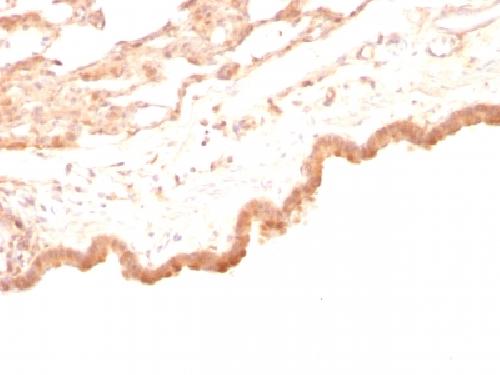 GPC3 antibody