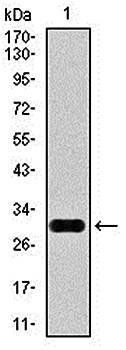 GPC3 Antibody