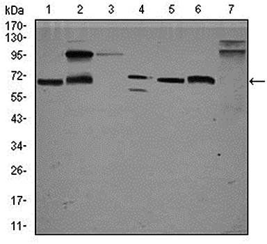 GPC3 Antibody