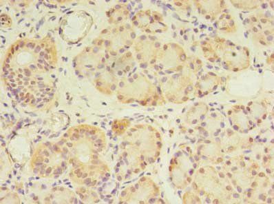 GPC4 Antibody