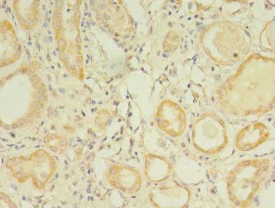GPC4 Antibody