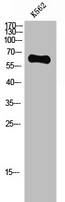 GPC5 Antibody