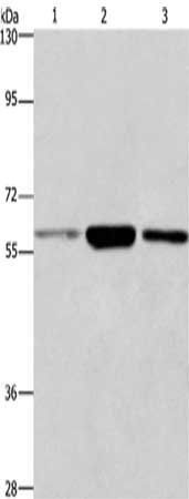 GPC6 antibody