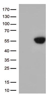 GPR151 Antibody
