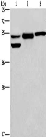 GPER1 Antibody