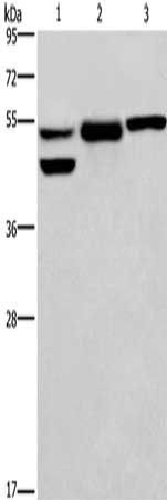 GPER1 antibody