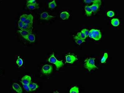 GPM6A antibody