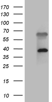 GPNMB Antibody