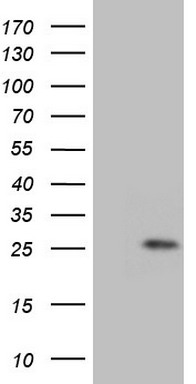 GPNMB Antibody