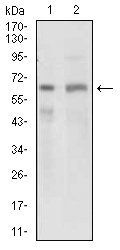 GPNMB Antibody