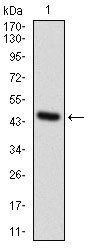 GPNMB Antibody