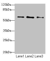 GPR101 Antibody