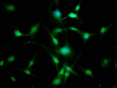 GPR107 Antibody