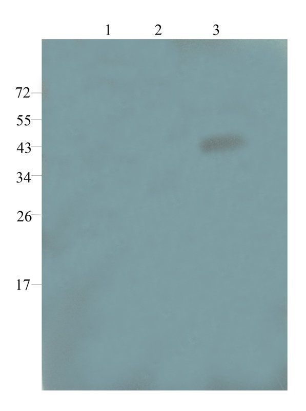 GPR109A antibody