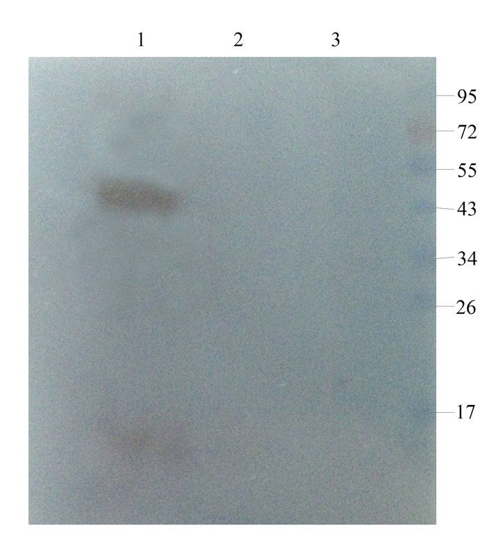 GPR109A antibody