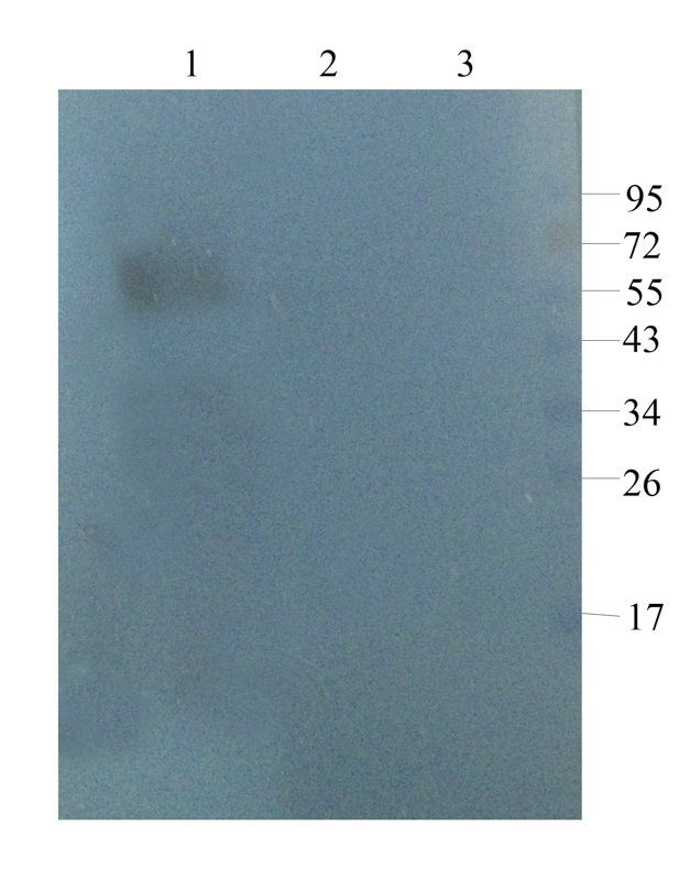 GPR109A antibody