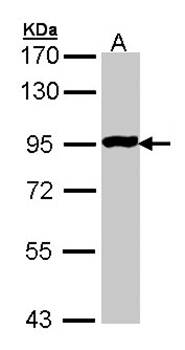 GPR114 Rabbit Polyclonal Antibody