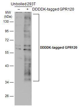 GPR120 antibody