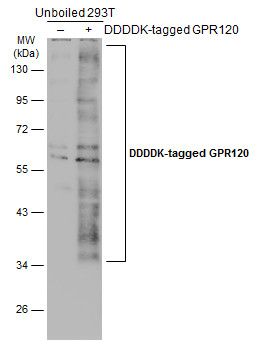 free fatty acid receptor 4 Antibody