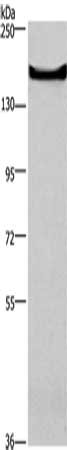 GPR124 Antibody