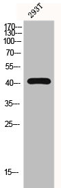 GPR132 antibody