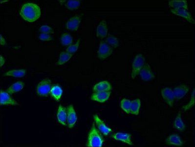 GPR146 Antibody