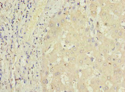 GPR146 Antibody