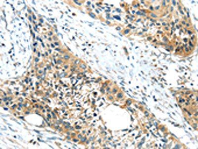 GPR15 Antibody