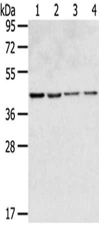 GPR15 antibody