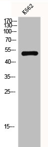 GPR152 antibody