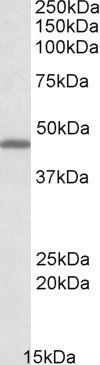 Goat anti-GPR17 Antibody