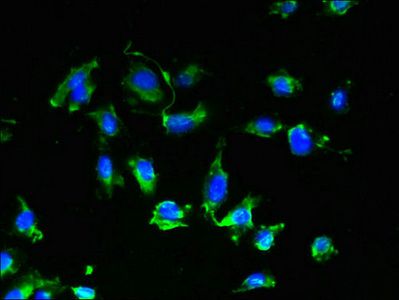 GPR17 Antibody