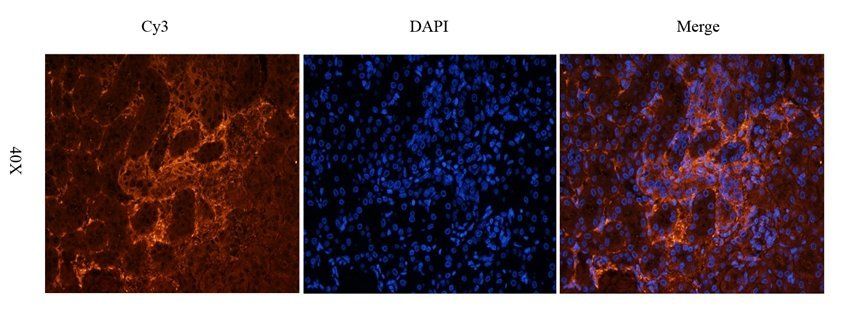 GPR17 antibody