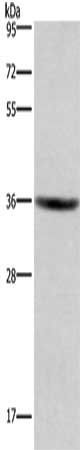 GPR171 antibody