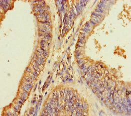 GPR173 Antibody