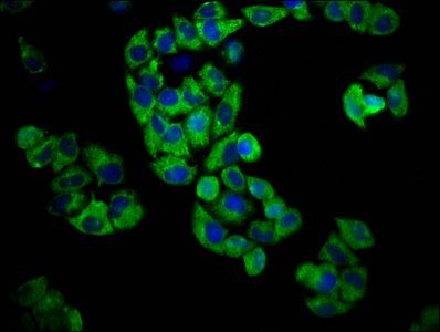 GPR174 antibody