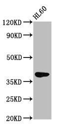 GPR174 antibody