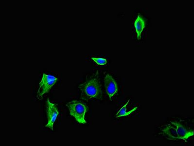 GPR179 Antibody