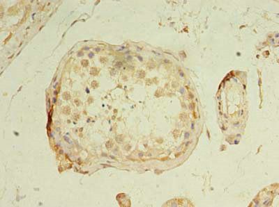 GPR18 Antibody