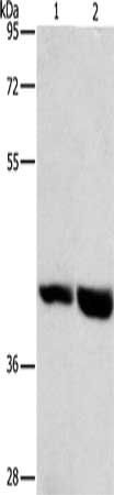 GPR182 antibody