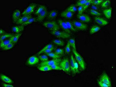 GPR183 antibody